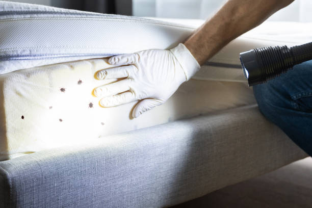 Best Flea Control Services  in Ozk, AR