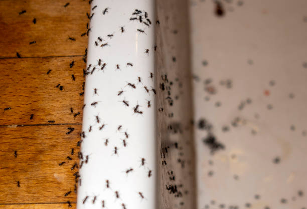 Pest Control Cost in Ozark, AR